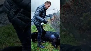 Thumbnail: Highway Bear Save #wildliferescue #animalrescue #animals