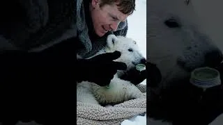 Thumbnail: Bear Cub Rescue #wildliferescue #animalrescue #animals