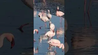 Thumbnail: Retirement Travelers: Pink Flamingos in Walvis Bay, Namibia for best Retirement Travel