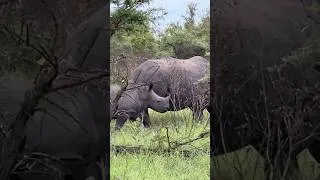 Thumbnail: Retirement Travelers: Saving the Rhinos in Kruger National Park, South Africa