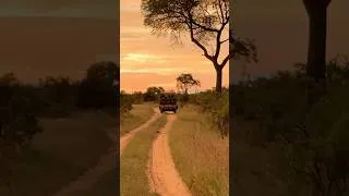 Thumbnail: Retirement Travelers: 5 Tips for How to Book a Kruger National Park Safari in Africa