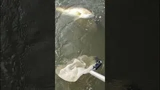 Thumbnail: FISHING - Wild Encounters #shorts