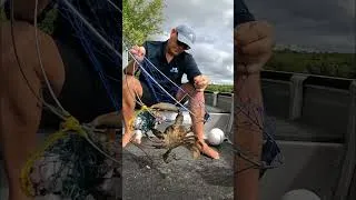 Thumbnail: Catching MONSTER MUD CRAB! #shorts