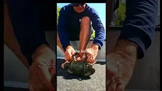 Thumbnail: GIANT MUD CRAB - FACES! #shorts