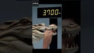 Thumbnail: Saltwater Crocodile Bite Force Test | 3,700 PSI