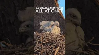Thumbnail: #shorts #nature #animals #wildlife