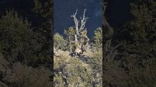 Thumbnail: #nature #animals #mountains #fighting #scene