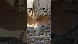 Thumbnail: One endangered chick!#wildlife #nature #vultures #animallover#chick #nature