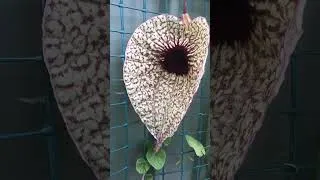 Thumbnail: Pelican Flower Captures Fly for Pollination