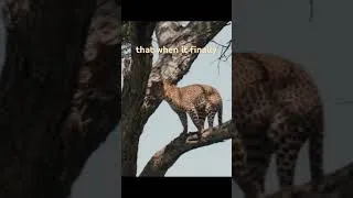 Thumbnail: After years of searching, we finally saw our first leopard in the Serengeti 🐆