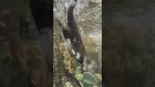 Thumbnail: wait for it.. #cuteotters #surprise #life #adventure