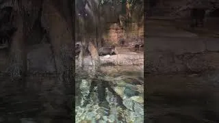 Thumbnail: 🦦 Wonderful Otters at Dubai Aquarium & Underwater Zoo | Cutest Animals in Dubai! ❤️