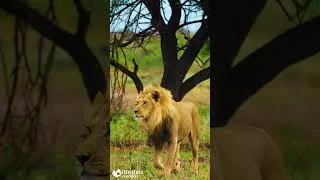 Thumbnail: Mesmerizing 4K Animal Footage with Calming Music