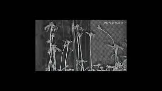 Thumbnail: Sun Seeking Coneflowers at Night
