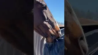 Thumbnail: He’s my weirdo. #horse #equestrian #horses #horsegirl