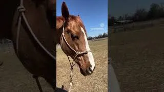 Thumbnail: 😌#equinebodywork #equinebodyworker #equinemassagetherapist #horse #equinemassage