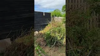 Thumbnail: 🌿 We Cleared YEARS of Overgrowth in ONE Day! 🤯 #Shorts