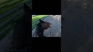 Thumbnail: We Crashed …. 😬 #shorts #horse #equestrian
