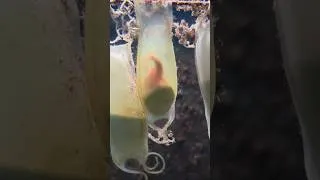 Thumbnail: zeldzame tweeling Hondshaai op komst in zeeaquarium/ Bergen aan Zee/Natuur/Nature 223
