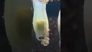 Thumbnail: Natuur Nature 223: Hondshaaieieren/Zeemeerminsportemonnees/Zeeaquarium/Bergen aan Zee/24 April  2026