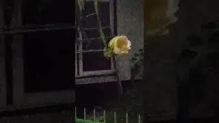 Thumbnail: Timelapse of the blooming of the flower "Queen of the night" #shorts