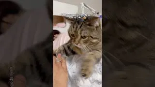 Thumbnail: Did I give you permission to touch her? 😾✋ #shorts #cat #funny