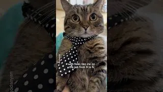 Thumbnail: My little 9 to 5 routine, dedicated to the one and only Dolly Parton🕊️✨ #shorts #cat #funny