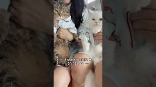 Thumbnail: All you need in life is cats❤️ #shorts #cat #funny