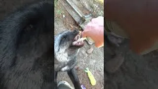 Thumbnail: End Fur Farming