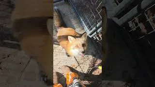 Thumbnail: Fox vs Red Bull