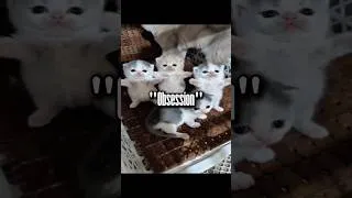 Thumbnail: Is this real 💀? (Song: STONE HARDTEKK) #cat #phonk #phonkmusic