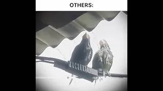 Thumbnail: Pigeon 🗿 (Song: STONE HARDTEKK) #hardtekk #hardstyle #phonk