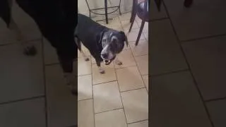 Thumbnail: Political Sorcery Explained In 30 Seconds By A Dog!