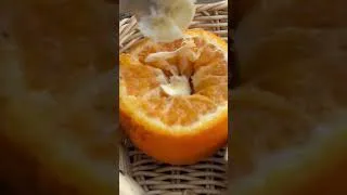 Thumbnail: how to grow apple trees from apple fruit #shorts #growapple #fruittrees