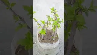 Thumbnail: Flowering On Plums #shorts