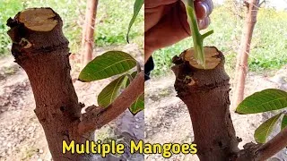 Thumbnail: Grafting fruit trees #shorts