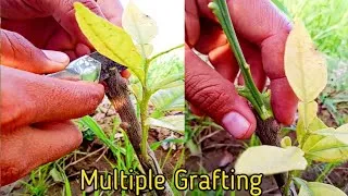 Thumbnail: grafting fruit trees