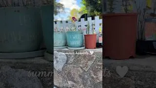 Thumbnail: Beautiful afternoon picking vegetables from the garden 💕