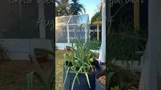 Thumbnail: This week in the veggie patch 🥦🍆🍓 August 2024 #growingbroccoli #gardening #urbanhomesteading