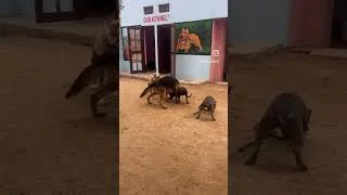 Thumbnail: Shok❤️#shorts #ritikdogkennel