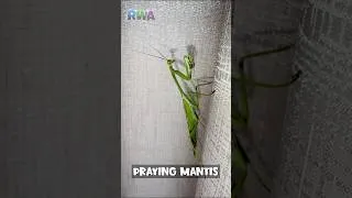 Thumbnail: 🥋Beware the Mantis! 😱