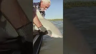 Thumbnail: "Well, that was a bit of drama!" 😅 🦈