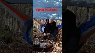 Thumbnail: Wildlife Encounter in Bear Country!