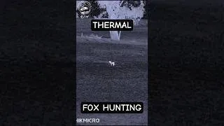 Thumbnail: FOX SHOOTING in Australia || 223 Rem #hunting #wildlife #fox