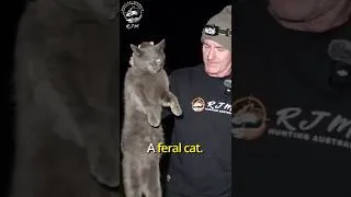 Thumbnail: FERAL CATS || AUSTRALIA'S NO:1 PEST #hunting #wildlife #feralcats