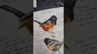 Thumbnail: New vid tutorial coming tomorrow! #drawing + #watercolor birds! #naturejournal