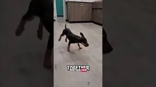 Thumbnail: Puppy Dance