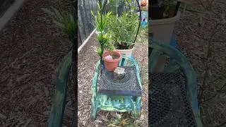 Thumbnail: DIY Chair Bird Water Fountain Bucket FREE Stuff for Birds & Hummingbirds Beautiful Garden Decor