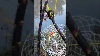 Thumbnail: 4 BIG crayfish in one net. #crayfish #crayfishing #crawfish