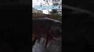 Thumbnail: Big Trout Cod that I caught on topwater a few years ago. #Trout #cod #troutcod #topwater #bluenose